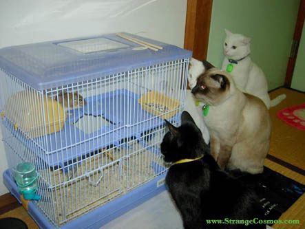 Cats  - Cats watching gerbil.