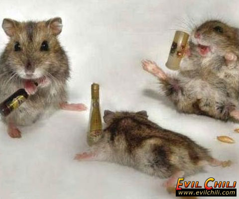Hamsters  - Hamsters partying
