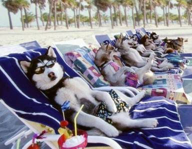 Dogs - Dogs resting on beach with friends.