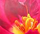 Flower - Gardening is peace.