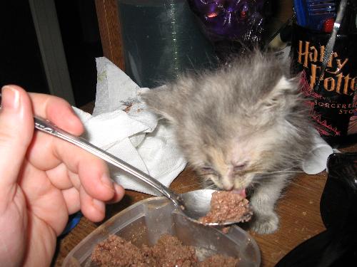 Pearl, the new kitten - Pearl eating from a spoon, roomie's (big) hand for size comparison