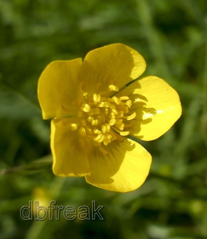 Butter flower - Butter Flower, Sweden 2007-06-15