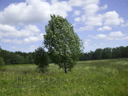 A windy day in Sweden - A windy fay in Sweden, 2007-06-15