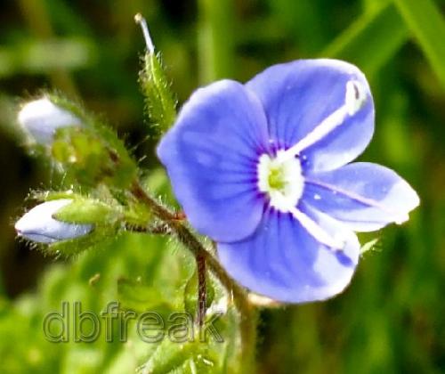 A beautiful flower - Blue flower, shot taken in 2007-06-16. Manipulated in Adobe photoshop Lightroom
