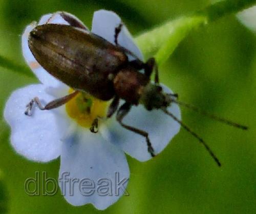 A bug! - 2007-06-16