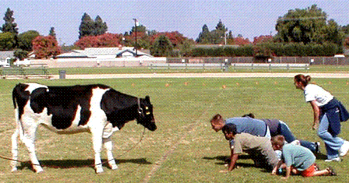 cow plopping - cow plop bingo at a fair goround