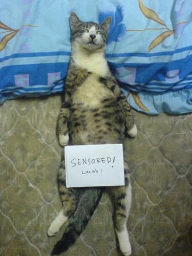 nudity - nudity....the forbidden part of this cat hv been censored