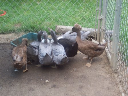 ducks - my little nephews ducks