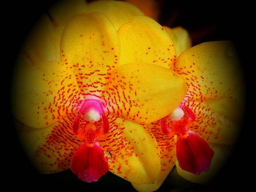 VINTAGE BEAUTY1 - flower