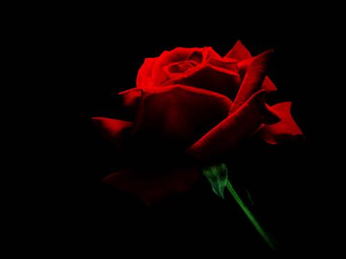 red rose - rose