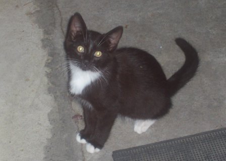 kitty - baby kitty