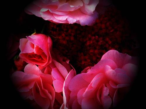 VINTAGE BEAUTY2 - flower