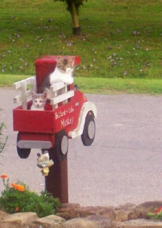 kitty in mailbox - oh that mailman has got a surprize for me really? lol