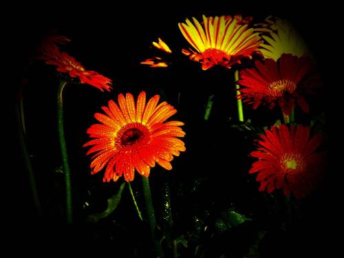 VINTAGE BEAUTY3 - flower