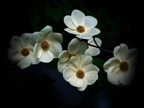 VINTAGE BEAUTY4 - flower