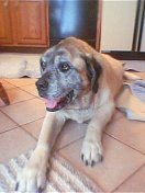 my doggy - My mastiff that I had Elijah (RIP)