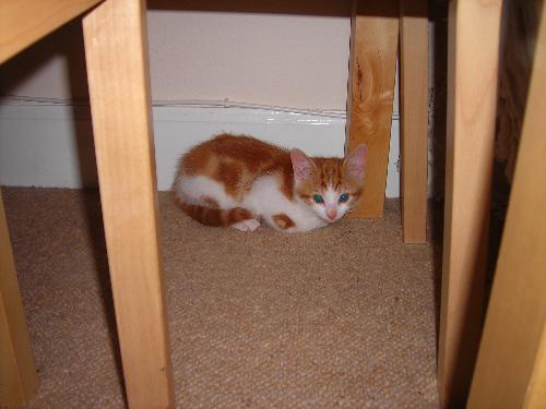 One of my new kitties! - I bought two little male ginger kitties yesterday, this is a pic of the outgoing one, it's a little harder to get one of the timid one but I'll upload one in due course.