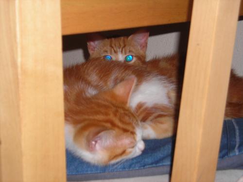My two kitties - This is the two of them just after I got them cuddled up together on the seat, aaawwww.
