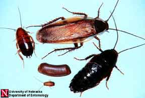 Wood Cockroaches - The male of these gets to about 1inch in size.Talk about gross!!!