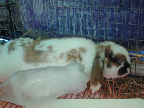 Shelter Rabbit with Frozen Water Bottle - Remember to give outdoor rabbits something to keep cool in the summer.