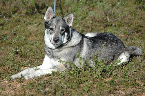 Mori - This is my huntingdog
