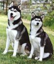 Husky&#039;s - Two gorgeous Siberian husky&#039;s 