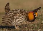 a male prarie chicken - the tall prairie grasses are ideal brooding areas for the prairie chicken, who finds shelter from predators within. They also feed on the various grain/seeds from the prairie grasses and wildflowers.   such a beautiful animal! are they next to become extinct? are the environmentalists concerned? I think the true conservationists are concerned - and making a concertive effort to save such creatures from extinction. not all naturalists are solely tree huggers.