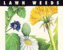  Lawn Weeds - Killing lawn weeds 