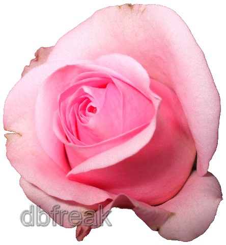 Rose - Shot taken by me 2007-06-17