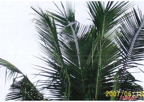 Mysterious coconut tree - A cross appeared on a coconut leaf.