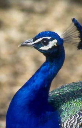 Up close Peacock - A photo of a peacock up close.