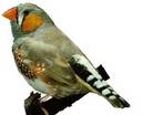 Finch - This is a picture of a finch.