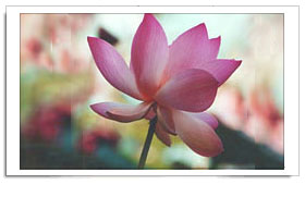 Lotus - India's national flower