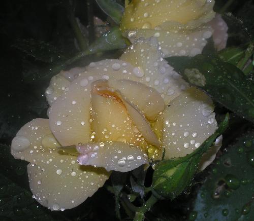 Rain Covered Rose - A yellow rose in the rain.