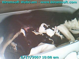 Litter of 7 - Little beastlets feeding, blind, deaf, limited brain activity, only touch response in their noses, which have organ to detect heat, and have functioning sense of smell.  all the best urban