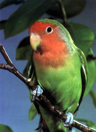 Peach Faced Lovebird - This is a picture of a peach faced lovebird amongst foliage.