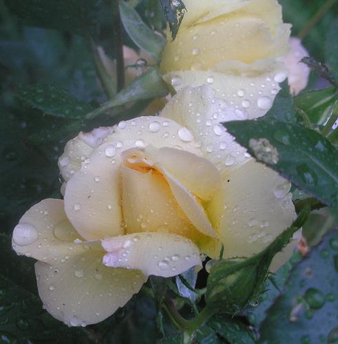 rose in the rain - a picture i took of a rose while it was raining.