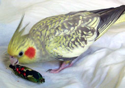 Cockatiel - A picture of a cockatiel chewing on a toy.