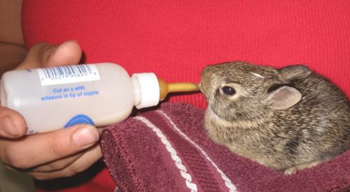 Little Baby! - being fed goats milk Little Baby! - being fed goats milk