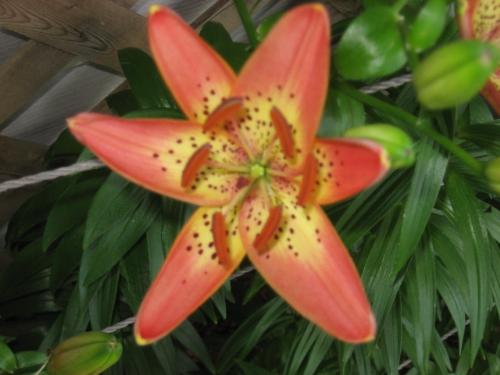 Beautiful !! - Close up. Very beautiful colors.