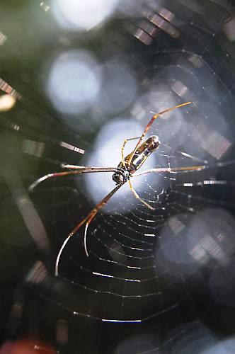 Spider - A spider on the web.