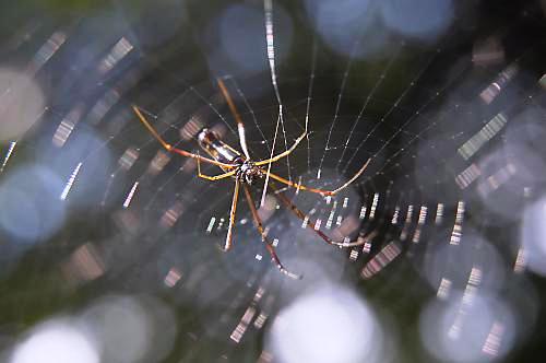 Spider - A spider waiting for a catch.