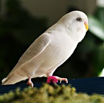 Albino Budgie - This is a photo of an albino budgie.