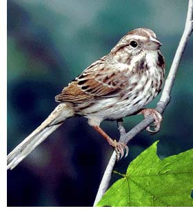 A Song Sparrow - A photo of a song sparrow.