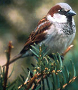 A House Sparrow - A photo of a house sparrow.