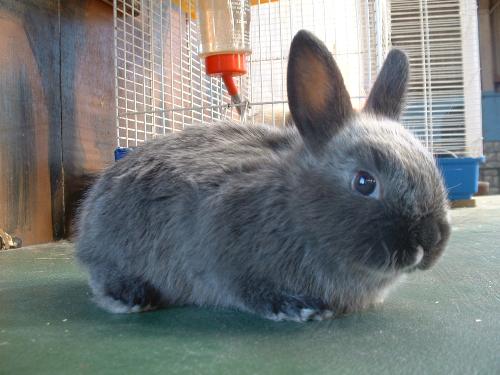rabbit - little rabbit