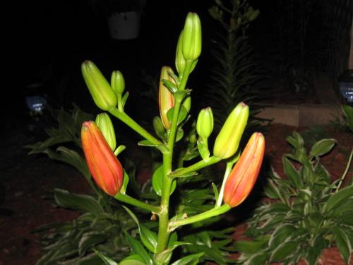 Orange Star Lily Buds - Taken about 1 am the day of the opening.