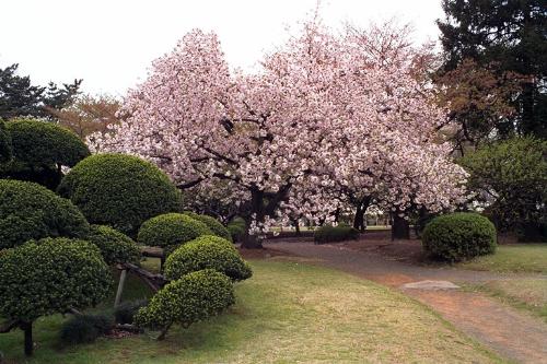spring season - a beautiful spring season filled with flowers.