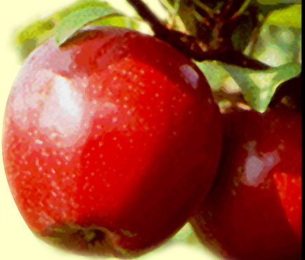 Apple - A picture of an apple hanging from a tree.