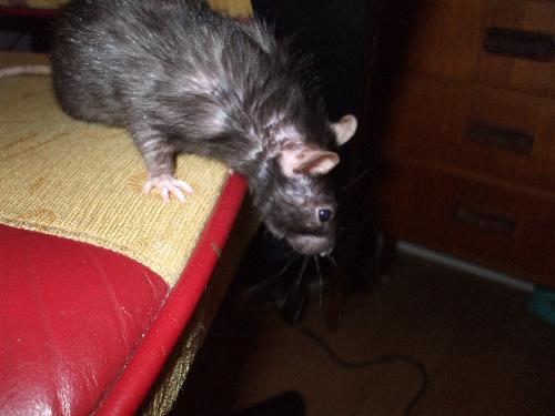 My pet rat again - My pet 2007-06-17